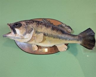 Taxidermied Fish