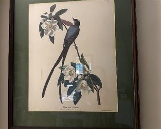 Bird & botanical prints 