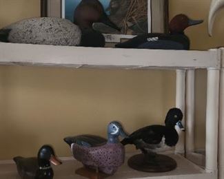 Taxidermy and decoys