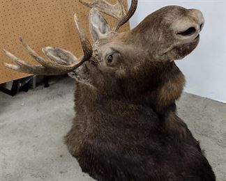 MOOSE SHOULDER MOUNT, HORNS ARE 31" WIDE X 39" TALL. 51lbs