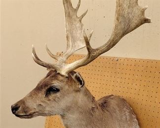 FALLOW DEER SHOULDER MOUNT HORNS ARE 25" WIDE OF WIDEST POINT. 18 LBS
