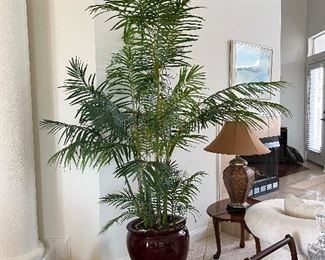 19 - $100 	Burgundy planter light wood /plant 8'T with plant 18W		
