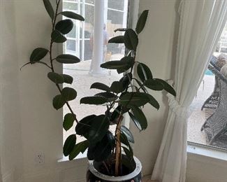 36 - $100 	Rubber tree plant 69"Hx16'W		
