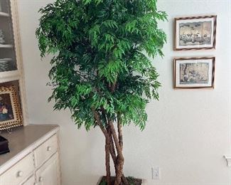 42 - $80 	Faux ficus 7'T x 18W		
