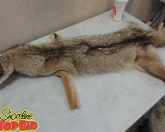 coyote Pelt