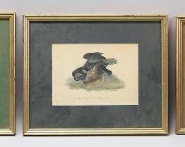 130	3 Ornithological Lithographs After Audubon	After John James Audubon (American, 1785-1851). 4 lithographs of birds. Black Vulture, 6" x 8 1/4" (with frame 11 3/4" x 14 1/4"). Piping Plover 5 3/4" x 8 1/2" (with frame 11 1/2" x 14 1/4"); Kildeer Plover, 6 1/4" x 9 1/4" (with frame 12" x 15"). Foxing and discoloration to all, chips and losses to frames on all.
e.
