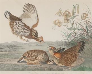 131	After Audubon Chromolithograph Pinnated Grous	After John James Audubon (American, 1785-1851). Ornithological chromolithograph, Pinnated Grous, plate CLXXXVI from Birds of America. Sight size 24" x 37 1/4" (with frame 30" x 43"). Waviness to paper, foxing throughout margins and into image, minor chips and losses to frame.

