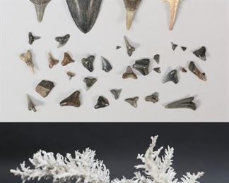 415	Lot of Megalodon & Shark Teeth, Coral, & Fossil	Lot including one Megalodon tooth, twenty eight miscellaneous shark teeth, one small fossil, one piece of white branch coral with stand, and shell. Megalodon tooth measures 3 3/4" in length. Some shark teeth are fragments.
