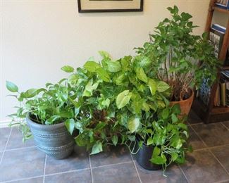 Healthy houseplants