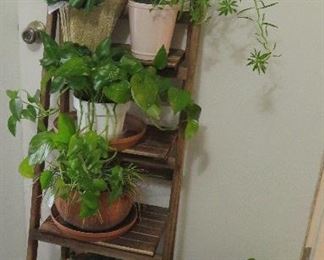 Houseplants, ladder style plant stand