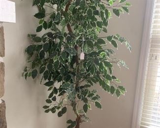 Silk variegated ficus tree