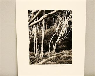 Black and White Trees Photograph