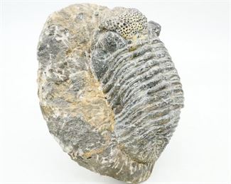 Trilobite Fossil
