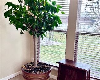 Large tree in planter and antique table