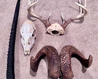 Antlers, rams horns, skull