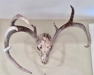 Deer head / deer skull and  antlers