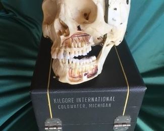 Life-sized vintage dental study scull