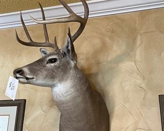 Mounted deer head