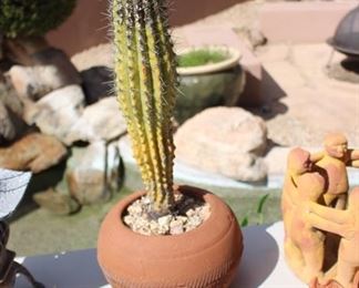 Cactus plant