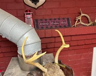 Taxidermy deer horn mounts 