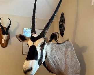 Gembok (South African Oryx) Ask $2500 - Bids accepted 