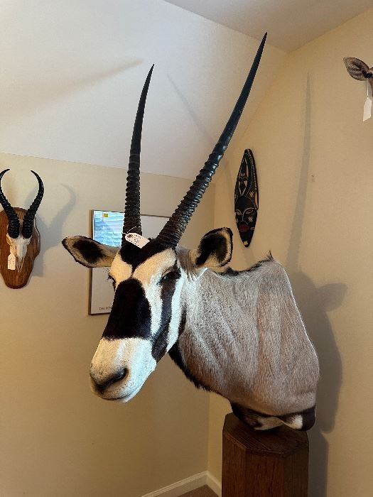 Gembok (South African Oryx) Ask $2500 - Bids accepted 