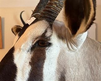 Gembok (South African Oryx) Ask $2500 - Bids accepated 