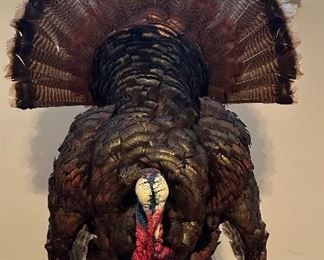 Merriam Turkey Full Mount (Asking-1,500$ ) Bids Accepted