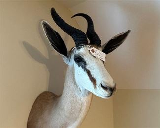 Springbok (Antridorcas Marsupialis) Asking-1,000$ Bids Accepted