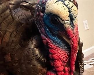 Merriam Turkey Full Mount (Asking-1,500$ ) Bids Accepted