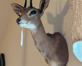 Steenbok (Asking-$600) Bids Accepted
