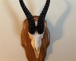 Gemsbok European Mount