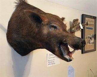 Wild Boar Shoulder Mounted (Asking-$700) Bids Accepted