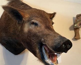  Wild Boar Shoulder Mounted (Asking-$700) Bids Accepted