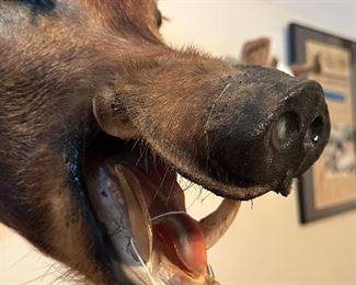 Wild Boar Shoulder Mounted (Asking-$700) Bids Accepted