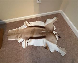 Springbok Pelt