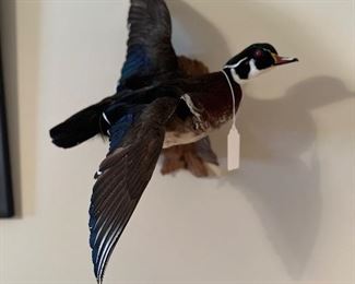 Wood Duck (Asking-650$) Bids Accepted