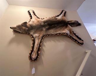 Coyote Full Sized Rug And Under Pinning (Asking-2,000$) Bids Accepted
