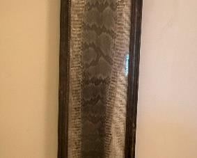 Rattle Snake Skin and Rattler (Asking-200$)