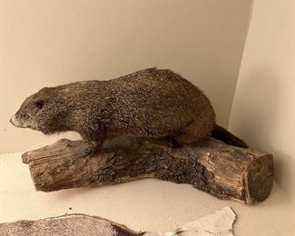 Beaver On Oak Log (Asking-600$) Bids Accepted