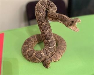 Diamond Back Rattler Coiled To Strike (Asking-400$) Bids Accepted