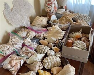 Extensive shell collection. Large conch and Lightening Whelk and many small and mediu shells including olive, murex, scallop and cone shells.