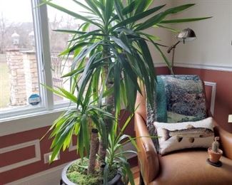 Live plants (2 matching)