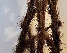 Wrought Iron Topiary 
22.5”square x 48 h $45.