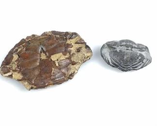 Small Fossilized Crab w/ Trilobite Fossil Piece