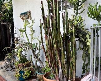 Large cacti