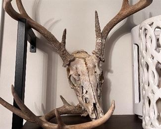 Deer Skull - 8 point 
$50
OBO