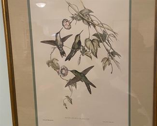 Humming bird print