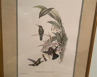 Hummingbird print