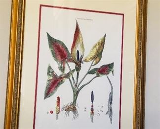 Matted framed gynandria polygynia